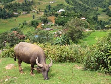 Buffalo, Sapa