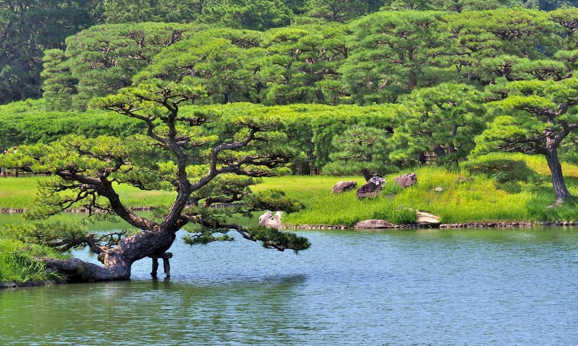 Pine tree with lake in Ritsurin Garden, Takamatsu