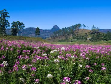 Adam's Peak, Ella