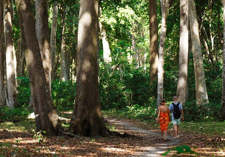 Nature Trail, Barefoot at Havelock