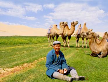 Mongolian camels