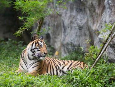 Tiger, Ranthambore National Park