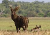 The best of PNG's wildlife