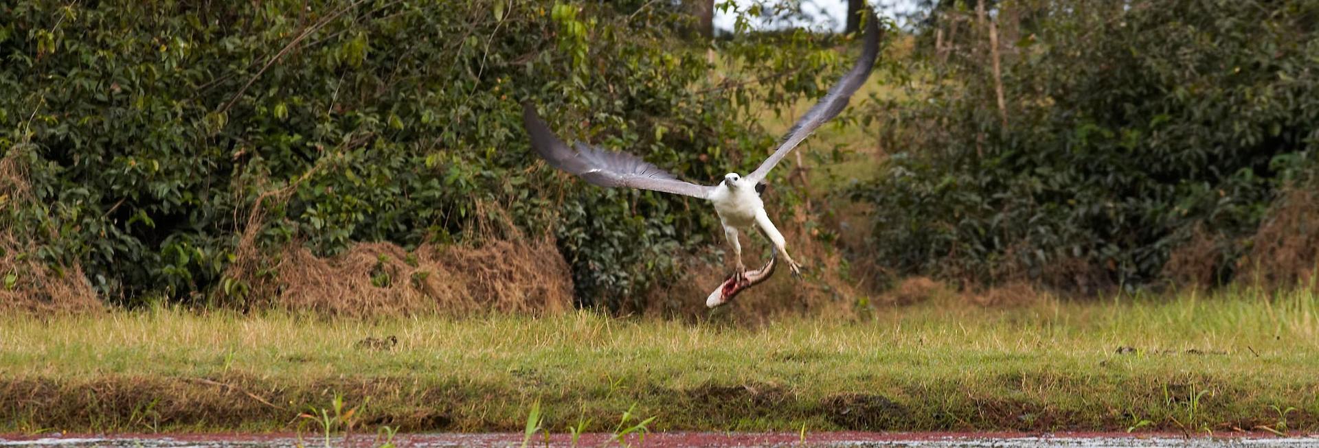 Sea eagle, Bensbach Lodge