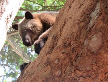Tree kangaroo, Port Moresby Nature Park
