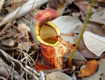 Ground Pitcher, Bako National Park