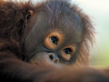 Orangutan, Semonggoh Orangutan Centre