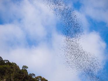 Swarm of bats leaving the caves, Mulu National Park