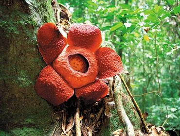 Rafflesia, Borneo