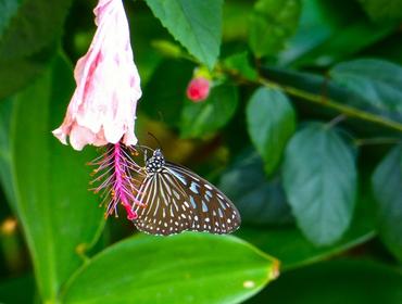 Colourful butterfly, Gaya Island