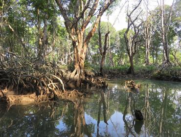 Mangrove, Brunei