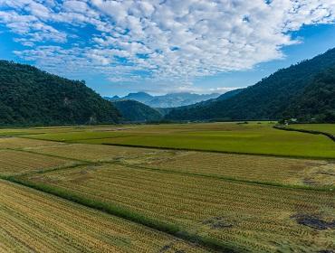 Rice fields, East Rift Valley