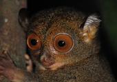 Nocturnal Wildlife Safaris