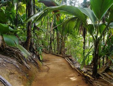 Pathway in jungle, Vallee de Mai