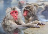 Meet Japan's snow monkeys