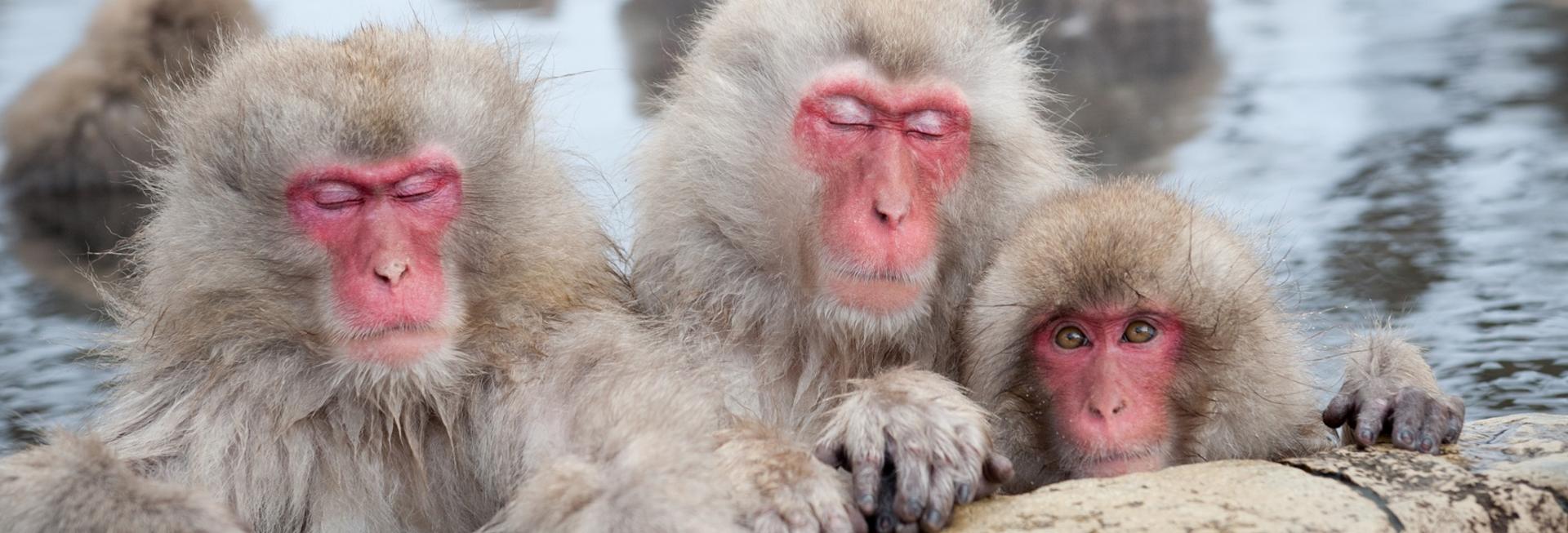 Snow monkeys in Japan