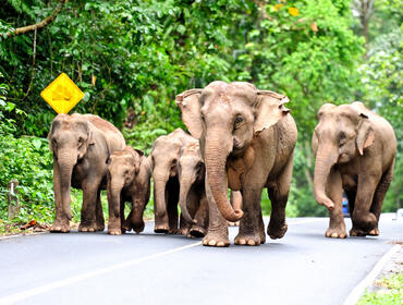 Wild elephants, Khao Yai National Park