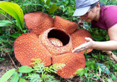 Cameron Highlands Rafflesia Safari